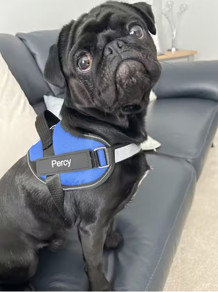 ECHOA™ -  PERSONALIZED NO PULL DOG HARNESS