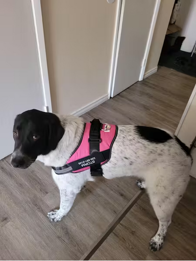 ECHOA™ -  PERSONALIZED NO PULL DOG HARNESS